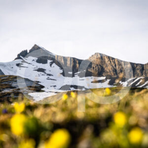 Felsberger Älpli - D'Angelone Pictures