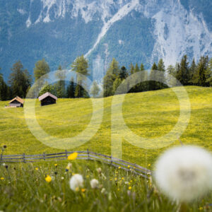 Juchs - D'Angelone Pictures